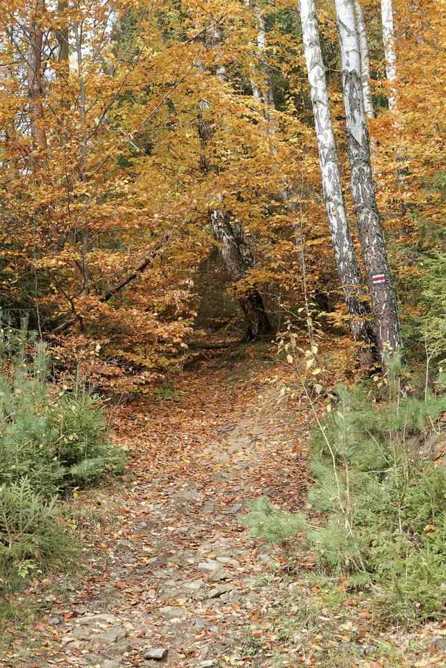 Jaworzyna Krynicka — Szlak turystyczny na Jaworzynę Krynicką na wschodnim stoku góry, 20251025 1122 5159