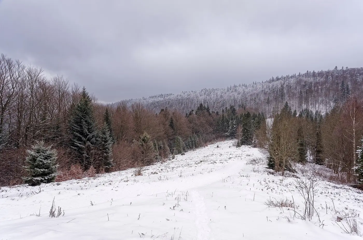 Koninki — Polana Suhora - widok w stronę szczytu Obidowca, 20260103 1120 6712