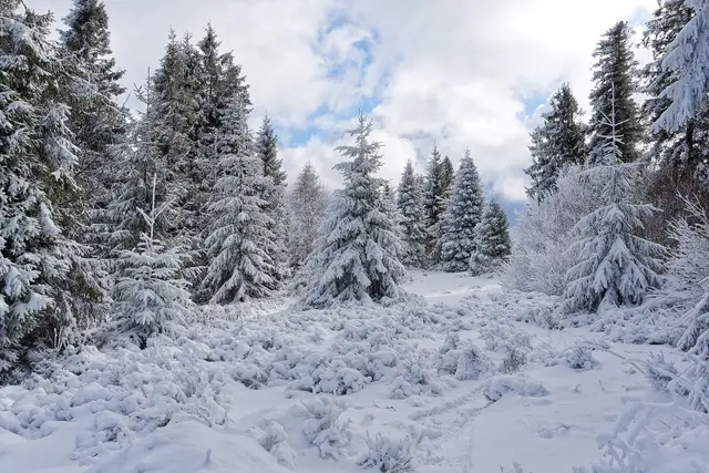 Koninki — Snow-covered trees on the summit of Obidowiec in the Gorce Mountains, 20260103 1202 6765
