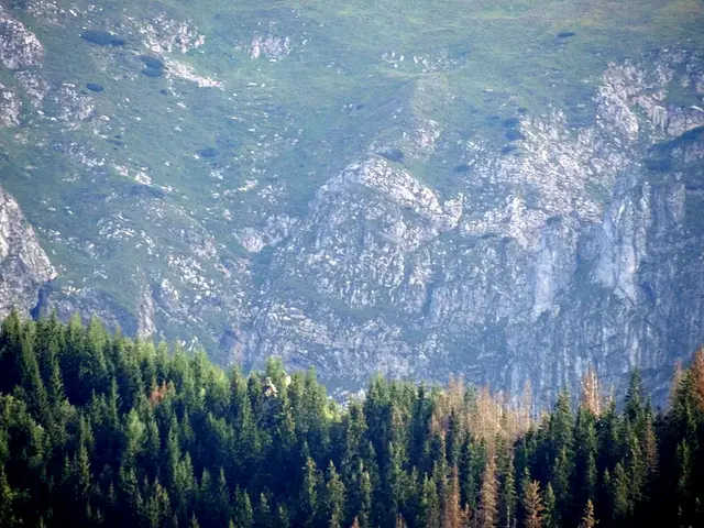 Polana Szymoszkowa — Kościelisko ul. Nędzy-Kubińca 46A. Widok z balkonu. Północny stok Małołączniaka