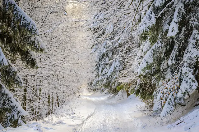 Wierchomla — Picturesque path in the winter forest (54159942433)